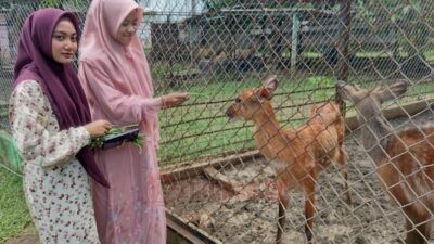 Kabar Gembira Untuk Anak-anak, Kapibara dan Sitatunga Masuk Semarang Zoo