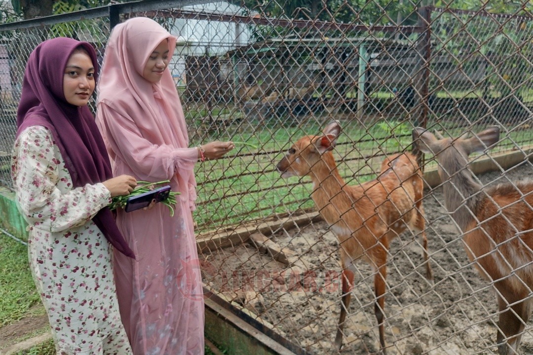 Sania dan Widya warga Dempet Demak saat memberi makan sitatunga di Semarang Zoo. Foto: Rifqi/Lingkar.co