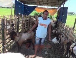 Jelang Idul Adha, Penjual Hewan Kurban di Kendal Merebak di Pinggir Jalan