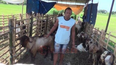 Jelang Idul Adha, Penjual Hewan Kurban di Kendal Merebak di Pinggir Jalan