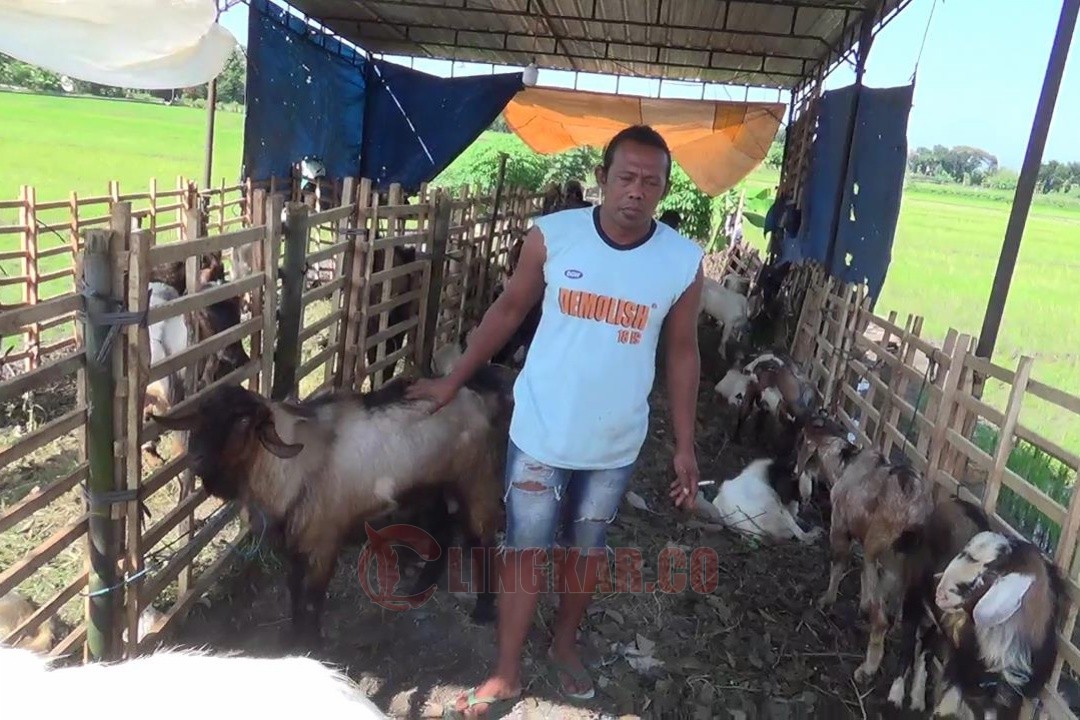 Salah satu penjual hewan kurban di Kaliwungu Kendal. Foto: Wahyudi/Lingkar.co