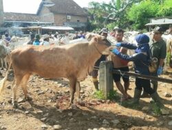 Jelang Idul Adha, Dintanpan Rembang Gencar Vaksinasi Sapi