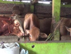 Jelang Idul Adha, Harga Hewan Kurban di Kendal Naik Hingga 20 Persen