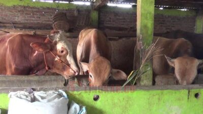 Jelang Idul Adha, Harga Hewan Qurban di Kendal Naik Hingga 20 Persen