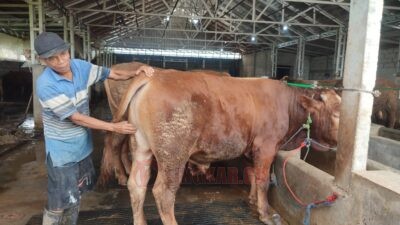 Muhammad Ridwan berikan layanan terapis untuk hewan kurban di Berkah Beef MAS. (dok Alan Henry)