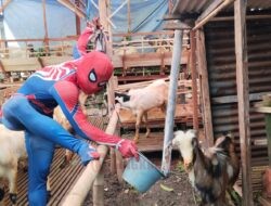 Spiderman Penjual Hewan Kurban! Cara Unik Pedagang di Semarang Menarik Pembeli