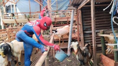 Spiderman Penjual Hewan Kurban! Cara Unik Pedagang di Semarang Menarik Pembeli