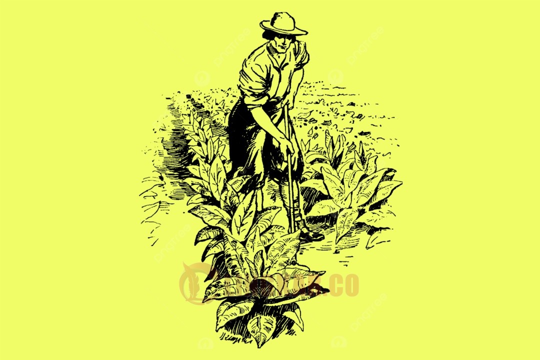 Ilustrasi petani tembakau. Istimewa