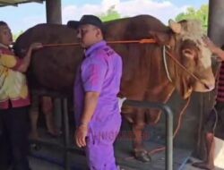 Bobot 1 Ton, Sapi Terbesar Presiden RI Prabowo Subianto Akan Dikurbankan di Kaliwungu