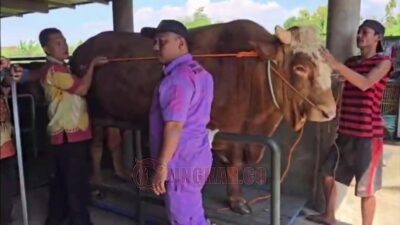 Bobot 1 Ton, Sapi Terbesar Presiden RI Prabowo Subianto Akan Dikurbankan di Kaliwungu