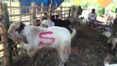Salah satu penjual hewan kurban di Kendal. Foto: Wahyudi/Lingkar.co