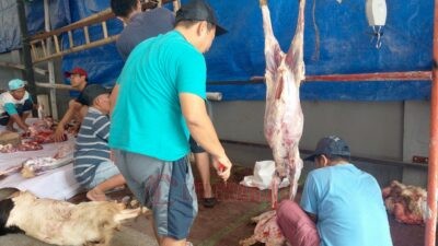 Hari Jum’at Tetap Jalankan Penyembelihan Hewan Kurban, Masjid Darul Ulum Semarang Tekankan Efisiensi