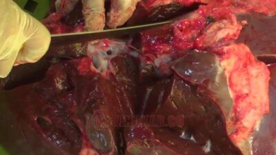 Dinas Pertanian dan Pangan Kendal Temukan Kasus Cacing Hati Pada Hewan Kurban, Masyarakat Diminta Waspada