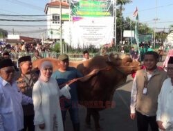 Bupati Kendal Serahkan Sapi Kurban Presiden Prabowo ke Masjid Al-Muttaqin Kaliwungu