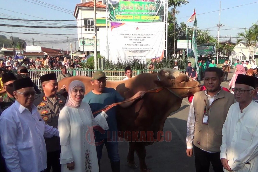 Bupati Kendal, Dyah Kartika Permanasari menyerahkan seekor sapi dari Presiden Prabowo Subianto kepada takmir Masjid Al-Muttaqin Kaliwungu, Sabtu (7/6/2025).