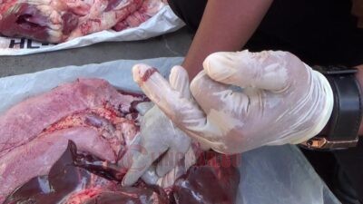 Dinas Pertanian dan Pangan Kendal Temukan 50 Kasus Cacing Hati pada Hewan Kurban