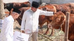 Sembelih 116 Sapi Kurban, BAZNAS Jateng Bagikan Daging Dalam Bentuk Kornet