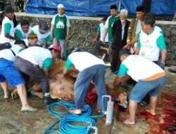 Kurban di MAJT Tahun 2025, 14 Sapi dan 31 Kambing