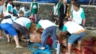 Kurban di MAJT Tahun 2024, 14 Sapi dan 31 Kambing