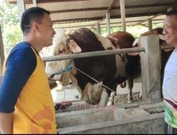 Bulki, Sapi Pilihan Presiden Prabowo untuk Kurban Iduladha 2025 di Rembang