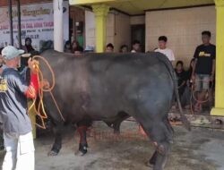 Pengusaha Konter HP di Kendal Kurban Sapi Seberat 1,1 Ton