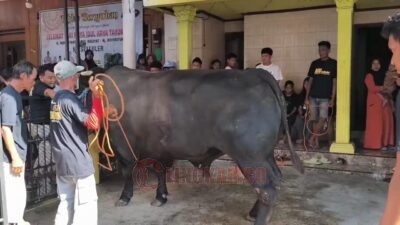 Pengusaha Konter HP di Kendal Kurban Sapi Seberat 1,1 Ton