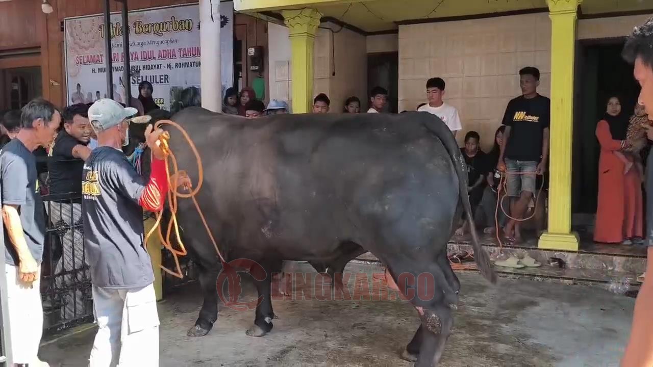 Sapi kurban seberat 1,1 ton di Kaliwungu Kendal. Foto: Iswahyudi
