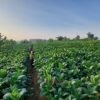 Musim Kemarau Basah, Petani Tembakau Rembang Hadapi Tantangan Genangan Air