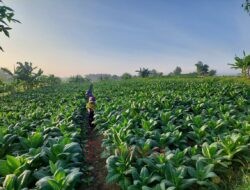 Musim Kemarau Basah, Petani Tembakau Rembang Hadapi Tantangan Genangan Air