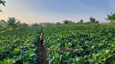 Musim Kemarau Basah, Petani Tembakau Rembang Hadapi Tantangan Genangan Air