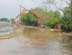 Objek Wisata Mina Mangrove Tunggulsari Pati Rusak Akibat Banjir Rob