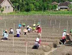Petani Rembang Genjot Produksi Bawang Merah, Lahan Tanam Capai 80 Hektare