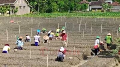 Petani Rembang Genjot Produksi Bawang Merah, Lahan Tanam Capai 80 Hektare