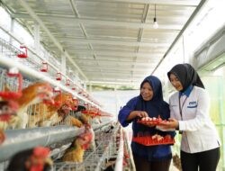 PNM Dorong Ketahanan Pangan di Kampung Madani Kopeng Melalui Program Hibah Ayam Petelur