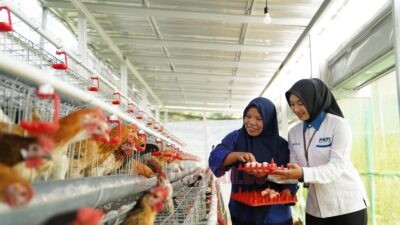PNM menyalurkan bantuan 240 ekor ayam petelur kepada 40 warga penerima manfaat dalam upaya memperkuat ketahanan pangan. (dok PNM)