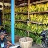 Masuk Musim Panen Tembakau, Harga Malah Anjlok