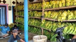 Masuk Musim Panen Tembakau, Harga Malah Anjlok