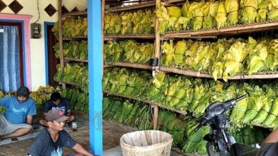Tempat penyimpanan tembakau hasil panen petani Ngampel. Foto: Yoedhi/Lingkar.co