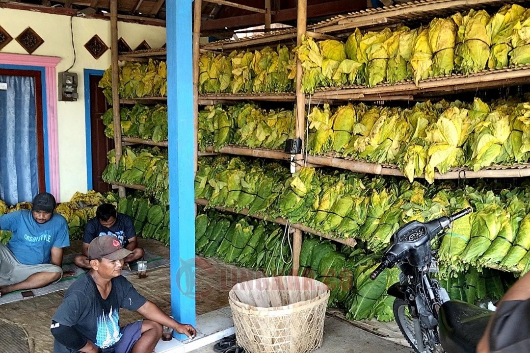 Tempat penyimpanan tembakau hasil panen petani Ngampel. Foto: Yoedhi/Lingkar.co