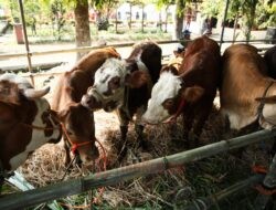 Hasil Peternak Jawa Tengah Berkontribusi Besar Secara Nasional