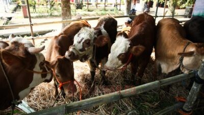 Agro Center Soropadan Temanggung. Foto: istimewa