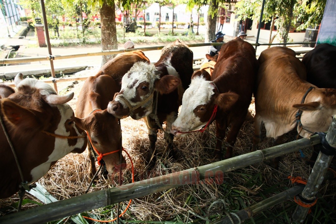 Agro Center Soropadan Temanggung. Foto: istimewa