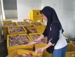 Pemkab Rembang Libatkan Pembudidaya Nila dalam Program Makan Bergizi Gratis