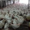 Harga Daging Ayam di Semarang Naik, Disdag Ungkap Dua Penyebab Utama