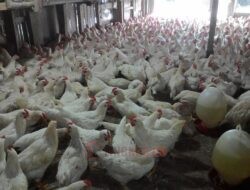 Harga Daging Ayam di Semarang Naik, Disdag Ungkap Dua Penyebab Utama