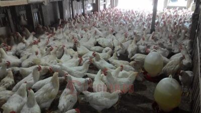 Harga daging ayam mengalami kenaikan. (dok Istimewa)
