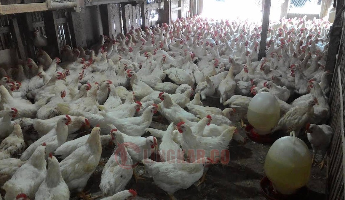 Harga daging ayam mengalami kenaikan. (dok Istimewa)