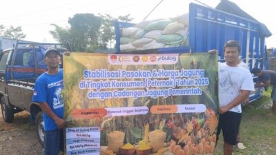 Jagung SPHP siap yang didistribusikan di daerah Kendal. Foto: dokumentasi/istimewa