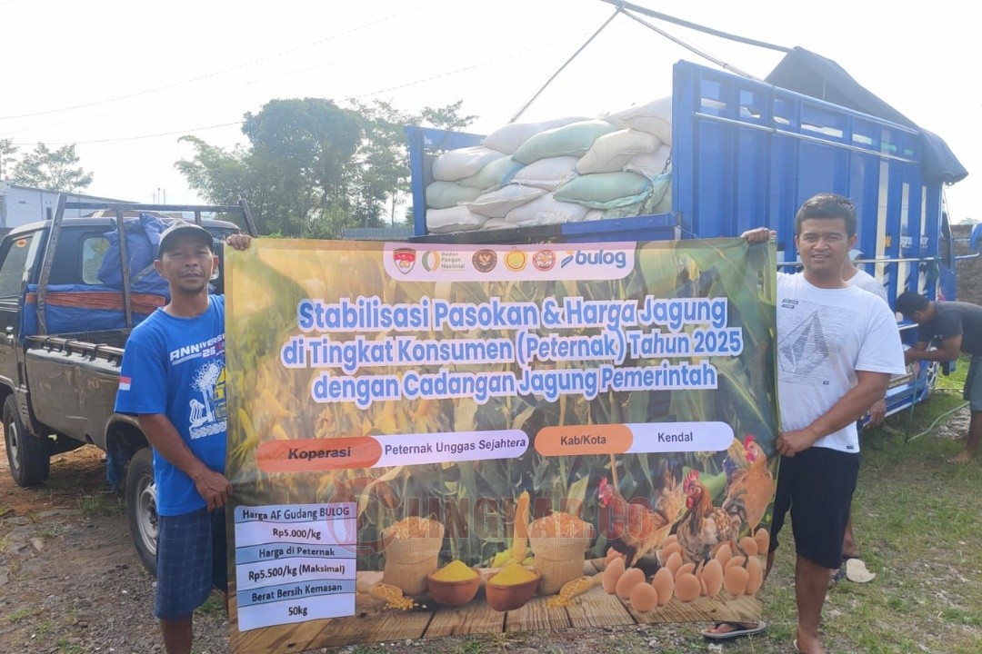 Jagung SPHP siap yang didistribusikan di daerah Kendal. Foto: dokumentasi/istimewa