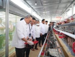 Menko Pangan RI Apresiasi Program Ketahanan Pangan PNM: Panen Brokoli hingga Ayam Petelur di Kopeng